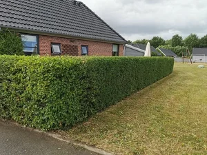 Nyklippet ligusterhæk i Middelfart – professionel udført arbejde
