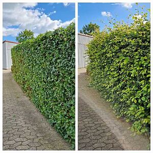 Bøgehæk før og efter hækklipning i Assens, Vestfyn