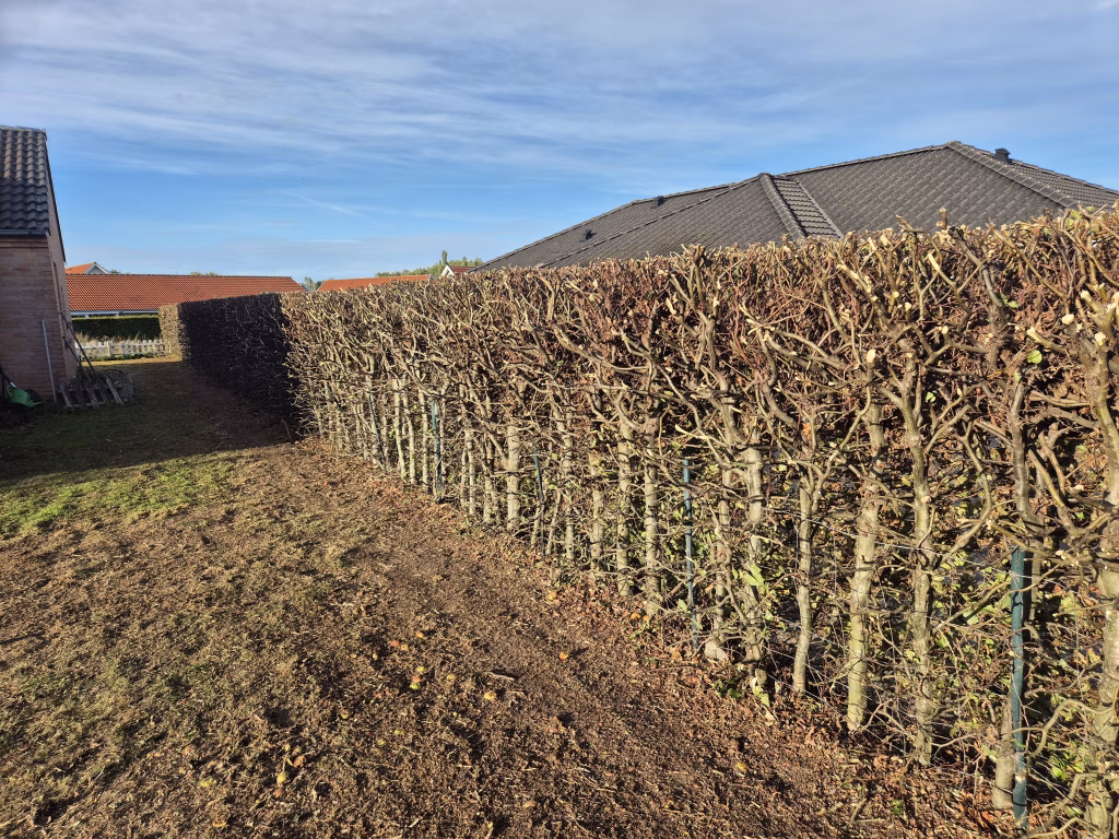 Bøgehæk lige efter kraftig beskæring af den ene side – grenene er skåret ind til stammerne, og der er ingen grønne blade tilbage